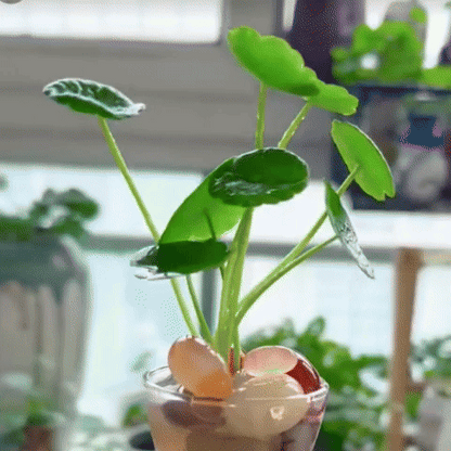 LuckySeeds: Semillas de Moneda de la Suerte