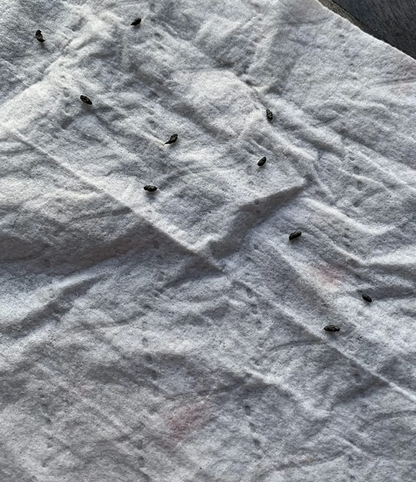 Roach Killing Gel®: Control Antiplagas Ultrapotente