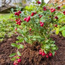 RubiFruit | Semillas de Arándano Rojo Antioxidante