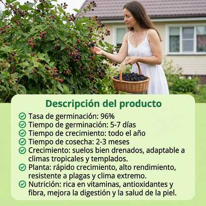 RedFruit | Semillas de Frambuesa Roja Premium de Pulpa Jugosa
