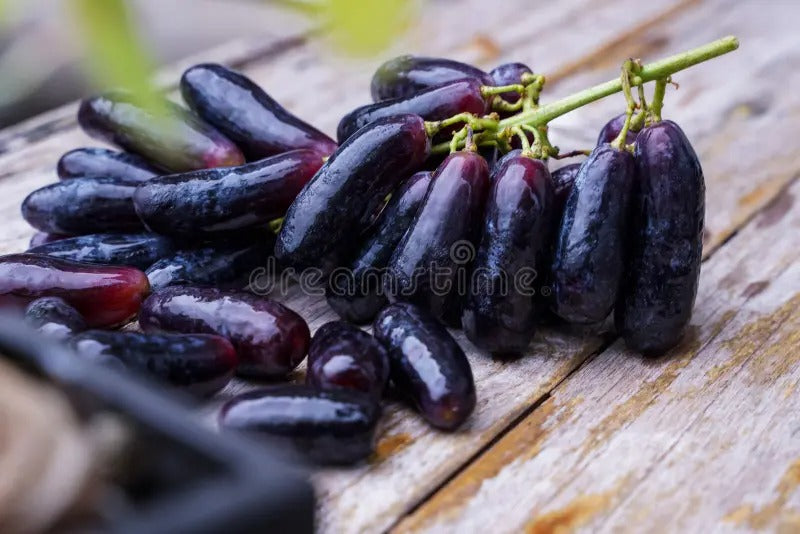 Zafira | Semillas de Uvas Zafiro Variedad Premium