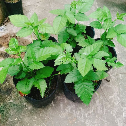 BlackBerry | Semillas de Frambuesa Negra Gourmet de Pulpa Dulce