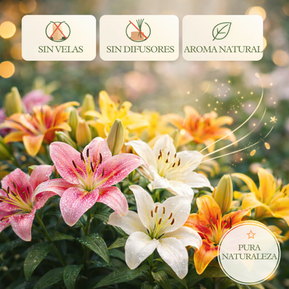 LirioLuxe™ – Semillas de Lirios Vibrantes y Perfumados