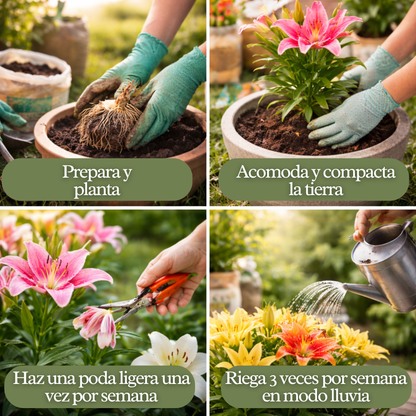 LirioLuxe™ – Semillas de Lirios Vibrantes y Perfumados