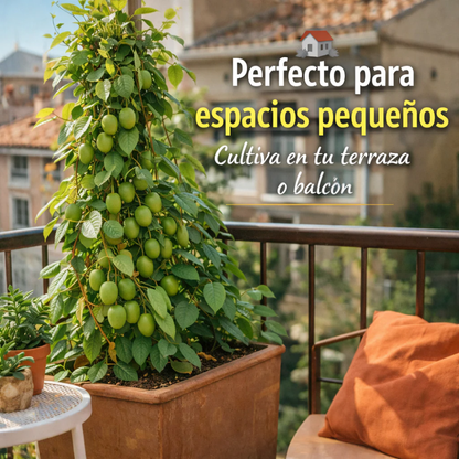 MiniGreen: Semillas de Mini Kiwis